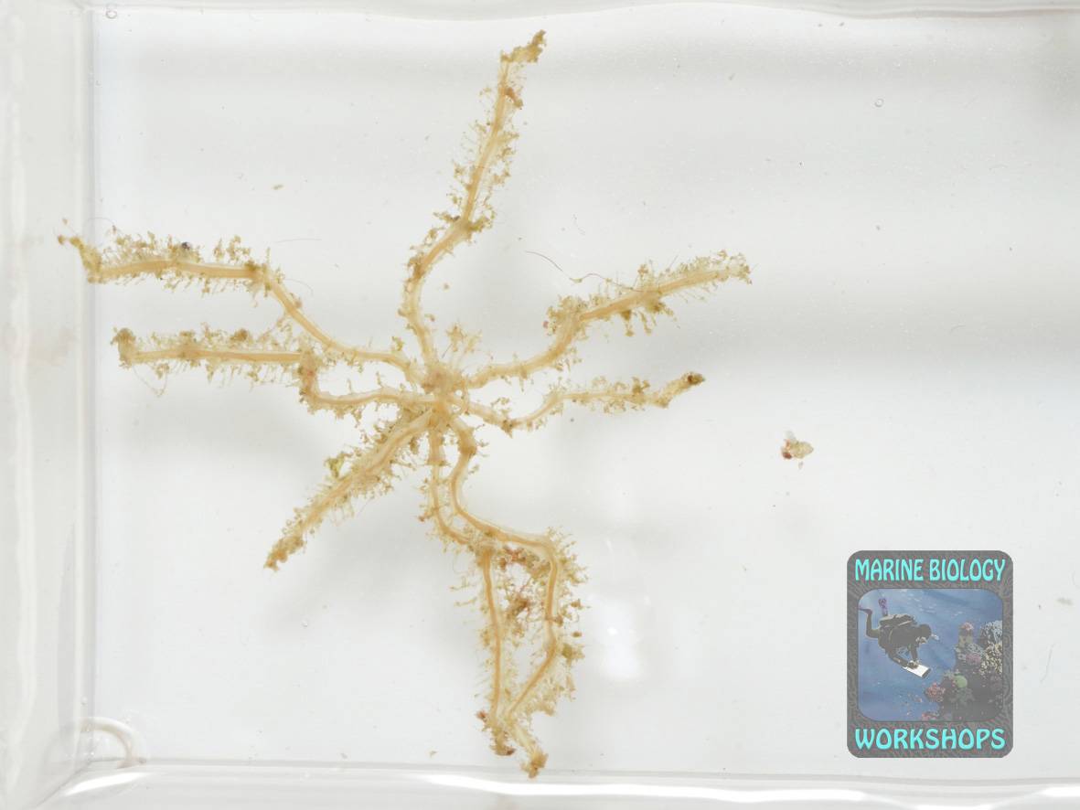 Probe einer verstorbenen Asselspinne