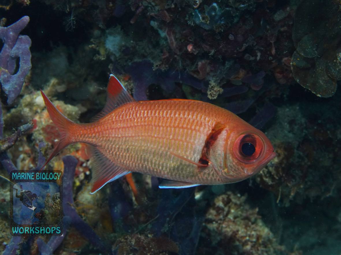 Ein Weißsaum-Soldatenfisch in Raja Ampat, Indonesien