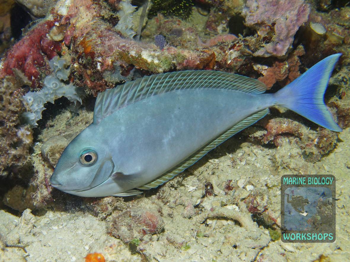Blauklingen-Nasendoktorfisch bei Nacht