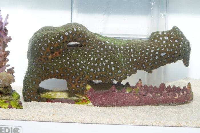 WYSIWYG Salzwasserkrokodil mit Leptastrea