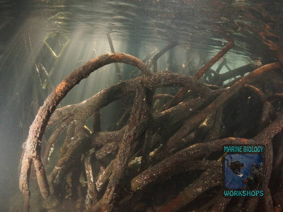 Stelzwurzeln von Mangroven