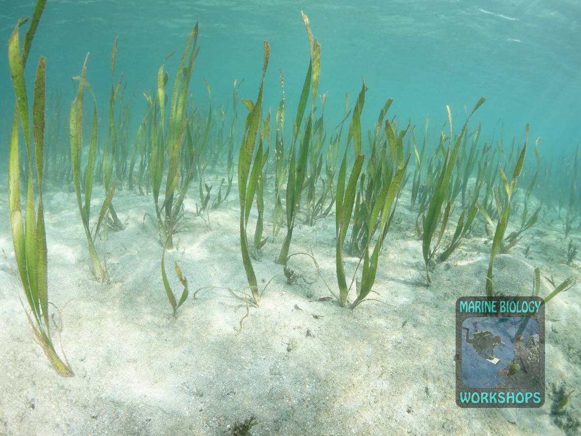 Seegraswiese Unterwasserökosystem, das von Seegräsern gebildet wird.