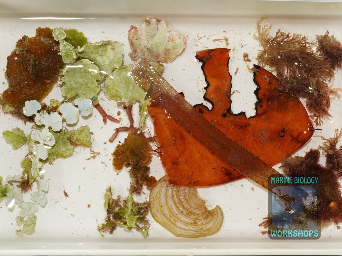 die beim Tauchgang gesammelten Proben für den Wirbellosen-Workshop.