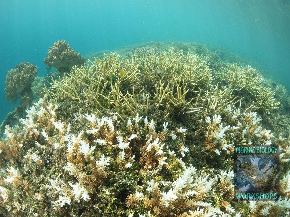 Ein Feld von Acropora-Korallen direkt angrenzend an Mangroven- und Seegraswiesen