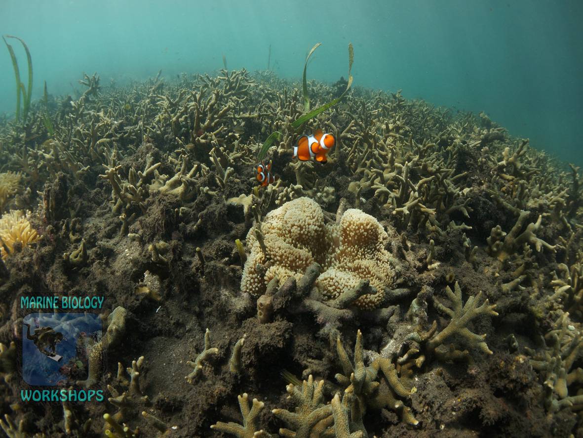 Clownfisch im riesigen Korallenfeld