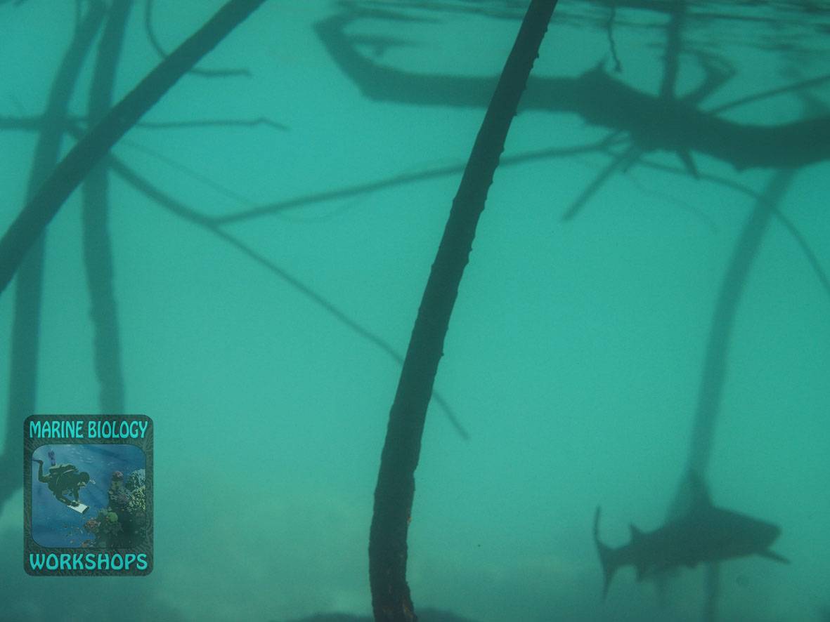 ein junger, ca. 80 cm langer Schwarzspitzenriffhai