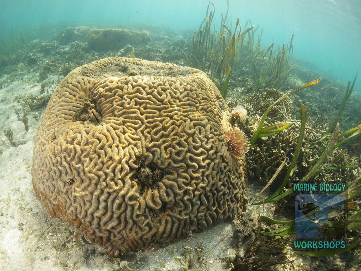 Große Lobophyllia Steinkoralle am Meeresboden