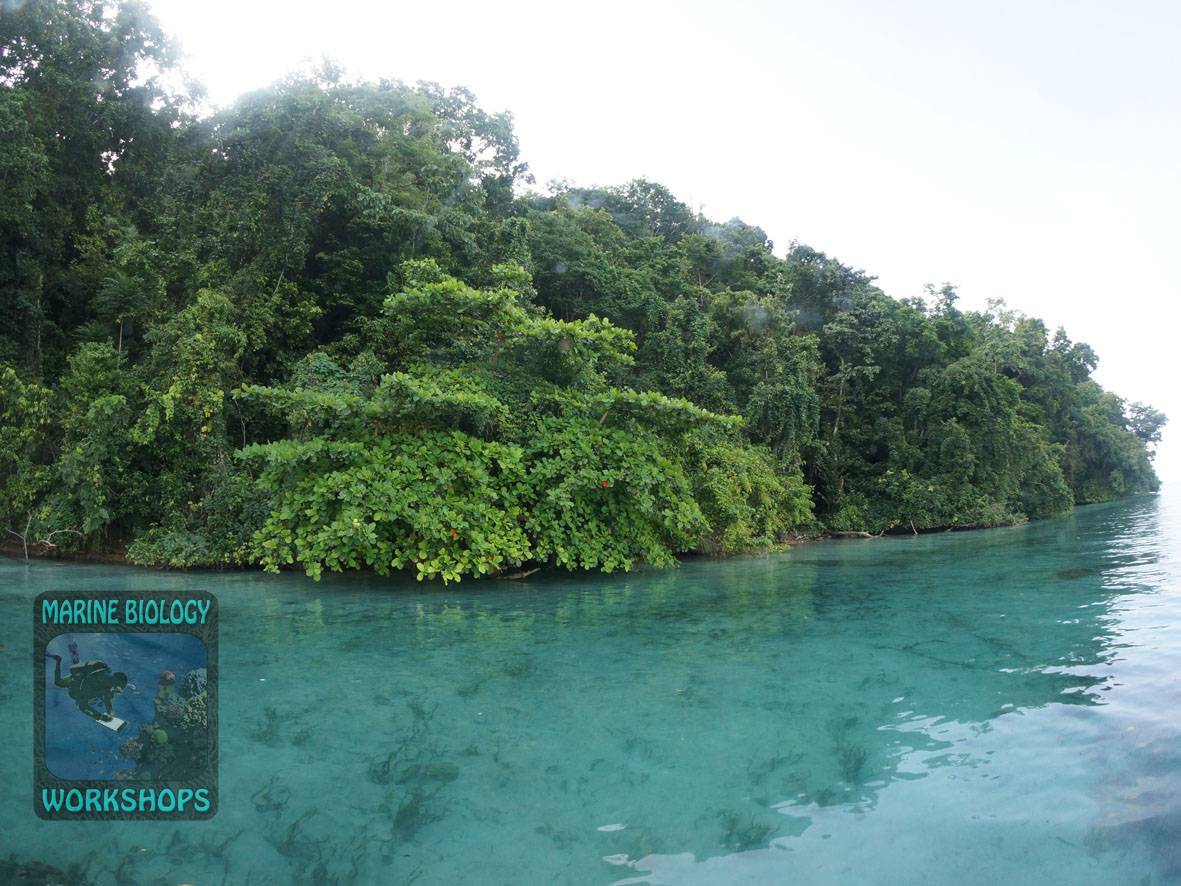 Mangrovenwald rund um Pulau Birie