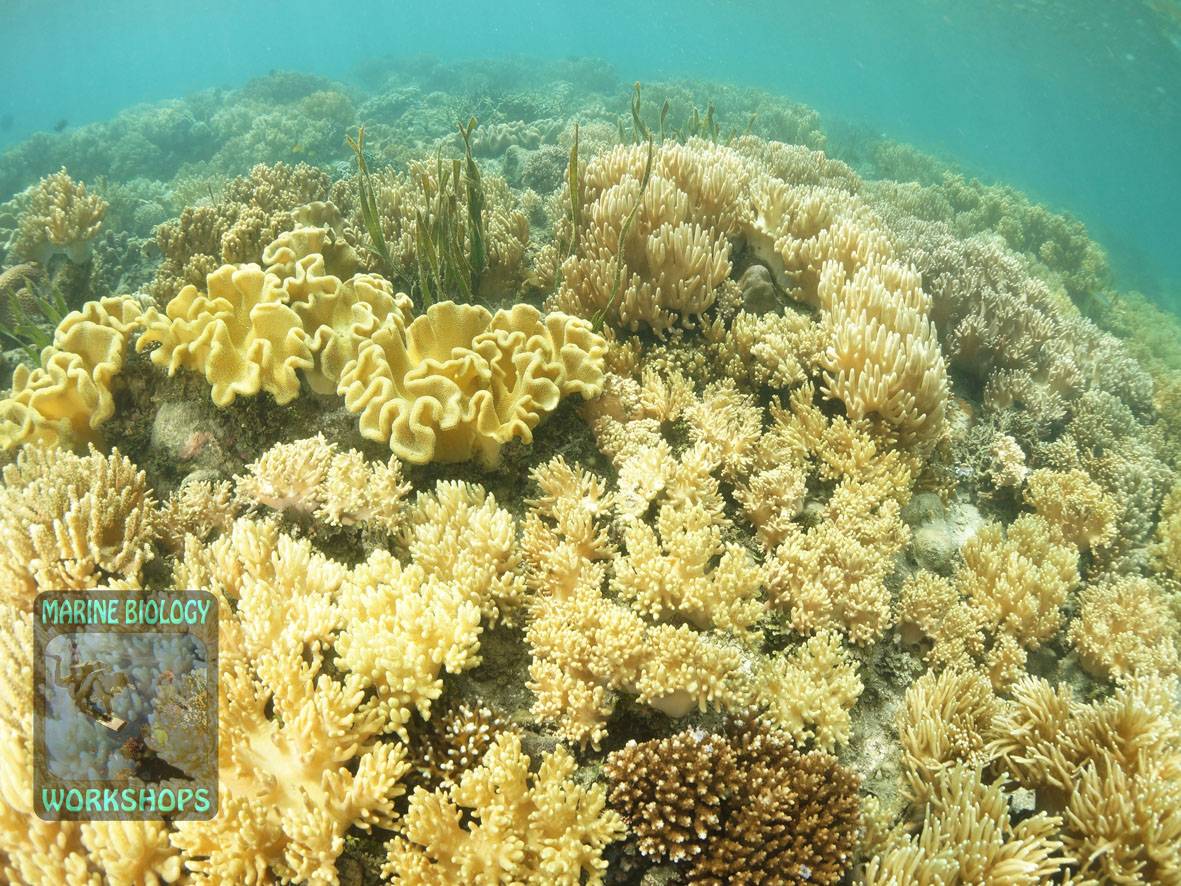 Weichkorallen Feld im Mangroven Ökosystem