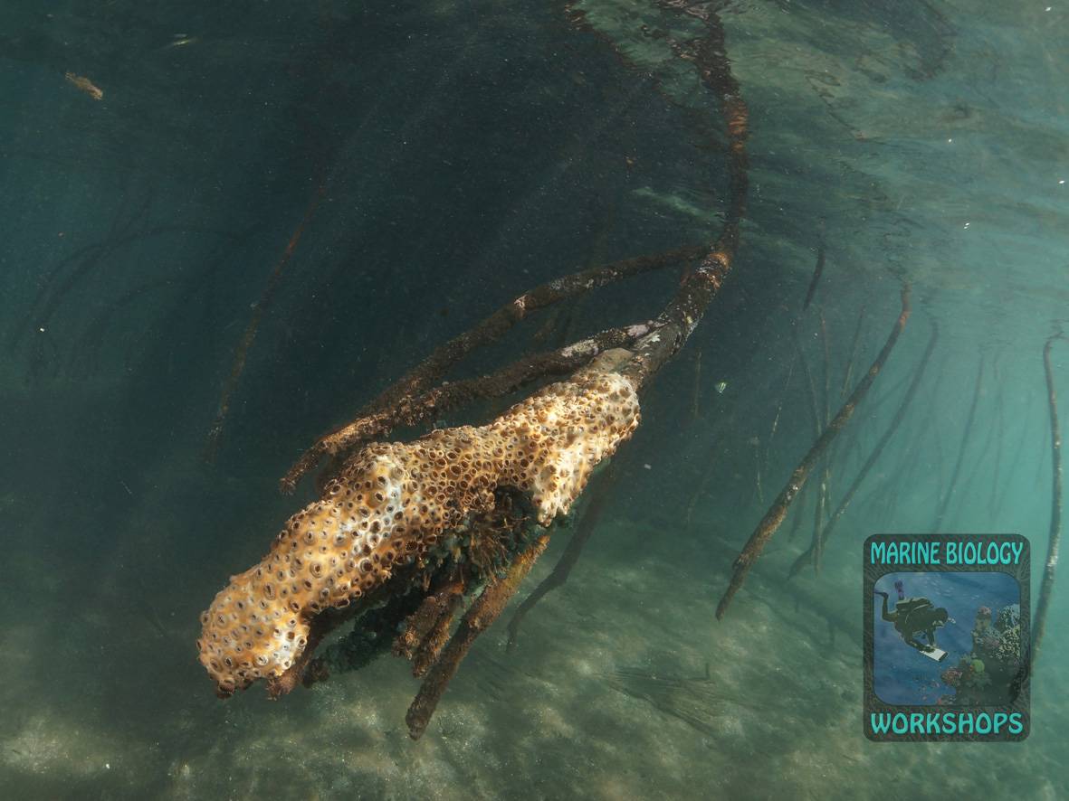 Einblicke in eine rätselhafte, eigentümliche Lebensgemeinschaft von Mangroven und Krustenanemonen