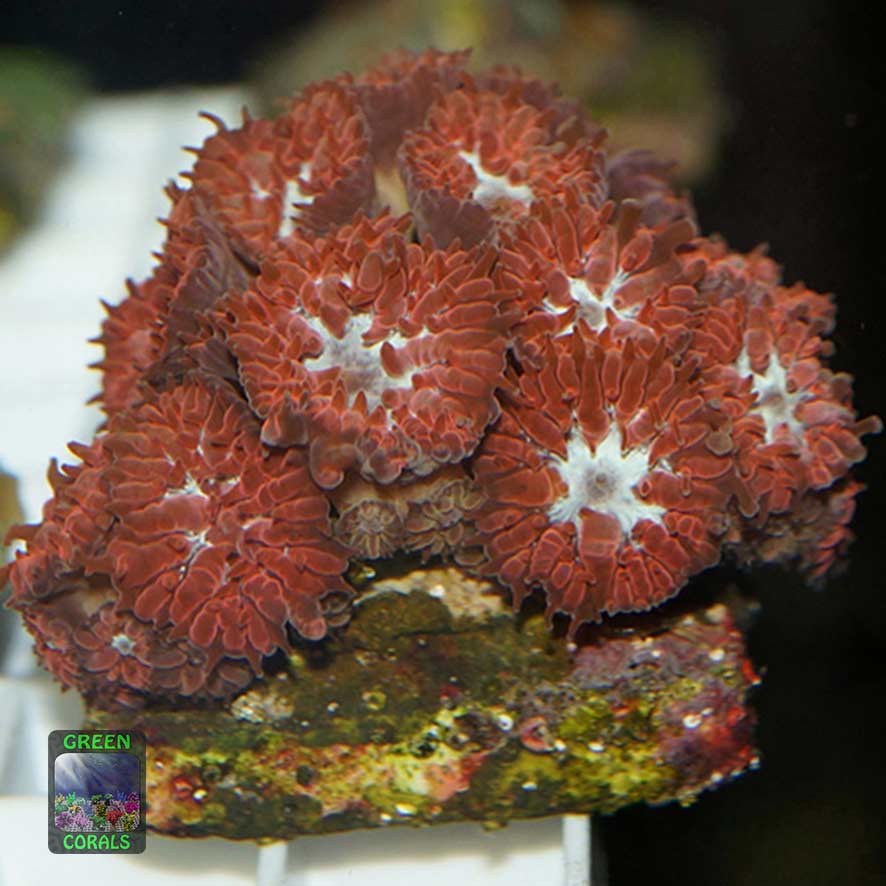 Ananaskoralle Ableger in strahlendem rot