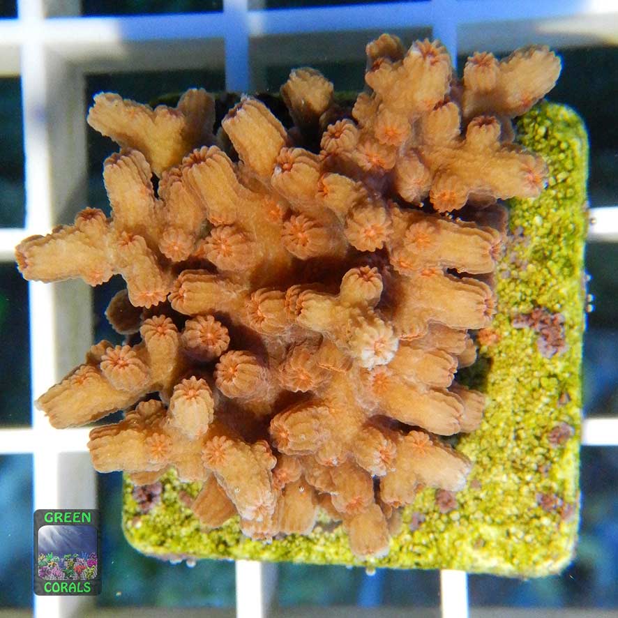 Großpolypige Steinkoralle pink