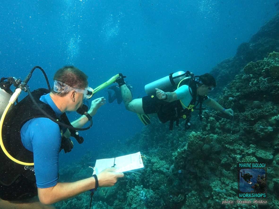 Tanja and Ingo are helping to collect data while diving.