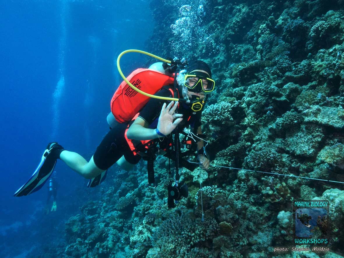 Anna Dives and use hand signals.