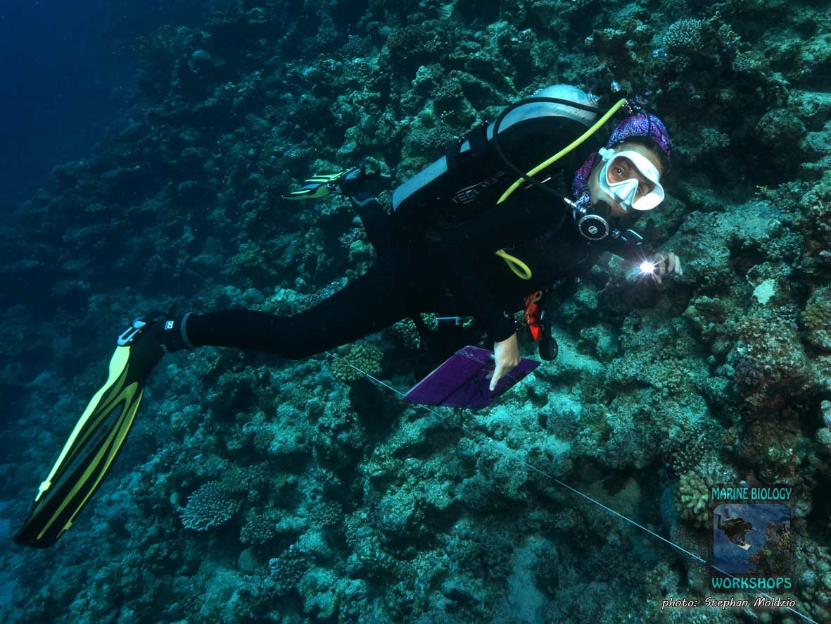 Paulina is examining the reef as part of the Reef Check course.