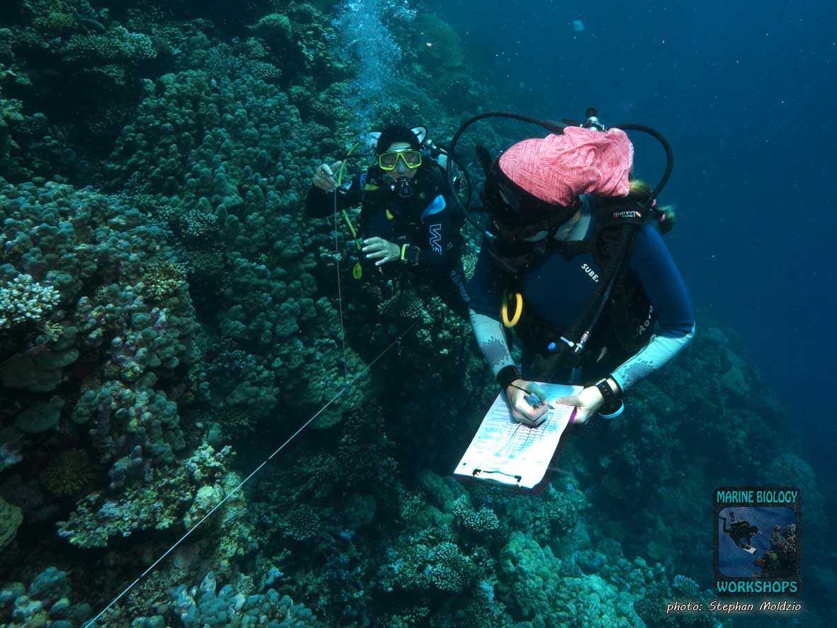 Helena and Agnes practised the Reef Check method while diving.