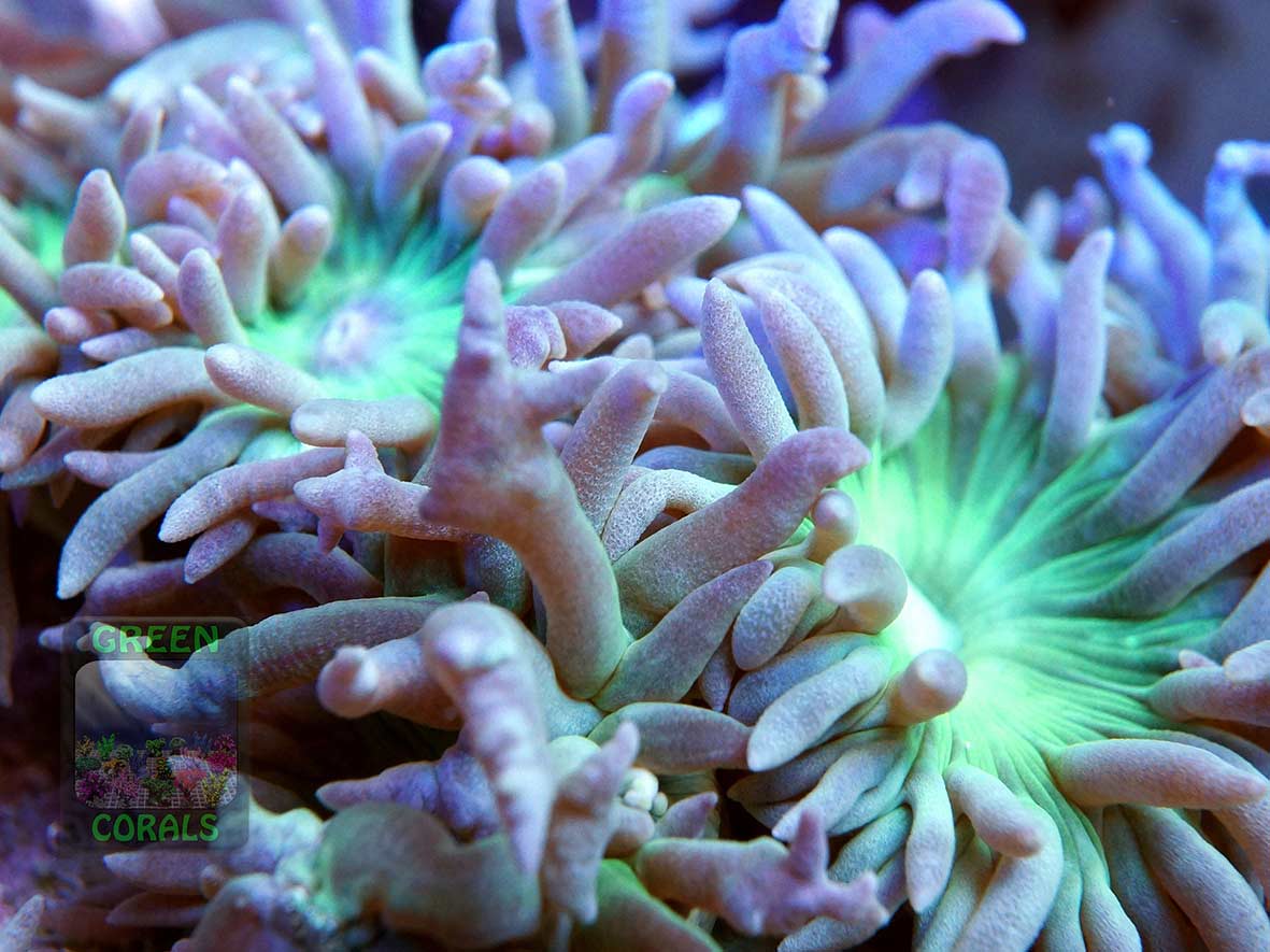 Makroaufnahme der australische Bartkoralle mit geöffneten Polypen