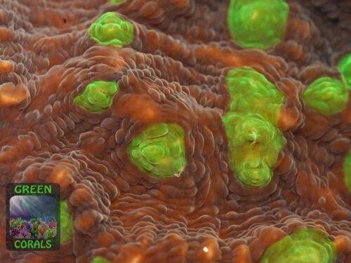 Echinophyllia sp. grünbraun, Makroaufnahme