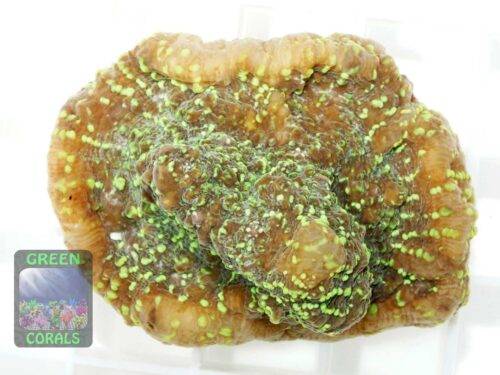 Echinophyllia sp. rotgruen, Größe M