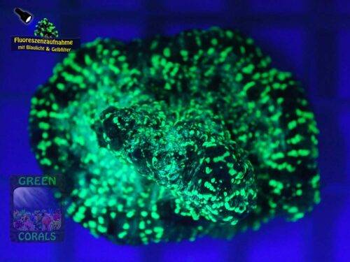 Echinophyllia sp. rotgruen, Fluoreszenzaufnahme