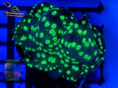 Echinopora lamellosa