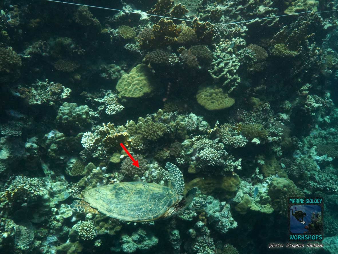 We discover a hawksbill turtle during the reef check survey.
