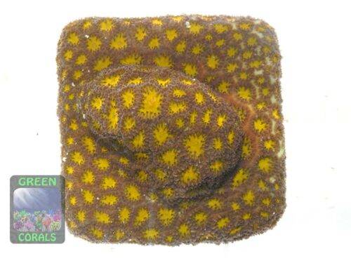 Leptastrea-sp-orange, Größe M