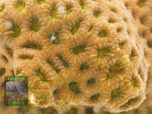 Leptastrea-sp-orange, Makroaufnahme