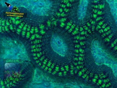 Oulophyllia sp. , Makroaufnahme