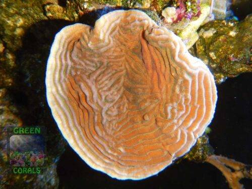 Pachyseris speciosa, Größe L