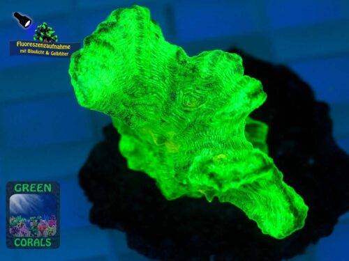 Pectinia alcicornis, Fluoreszenzaufnahme