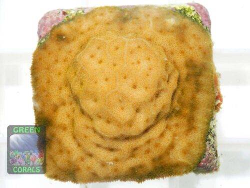 Psammocora sp. orange