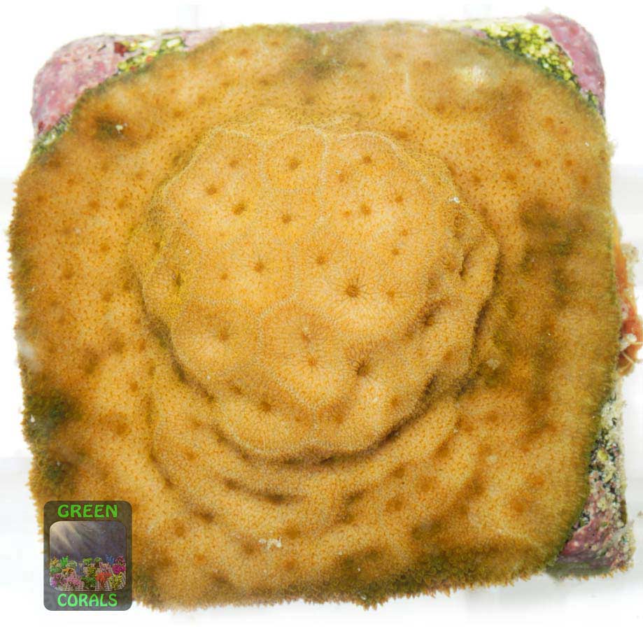 Kleinpolypige Steinkoralle Ableger Orange