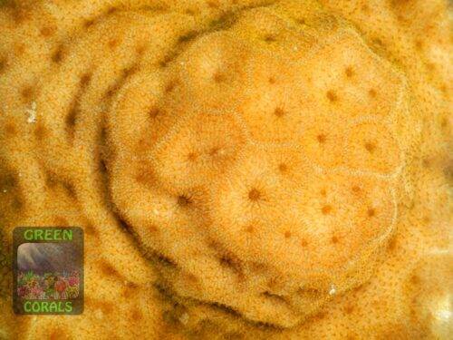 Psammocora sp. orange, Makroaufnahme