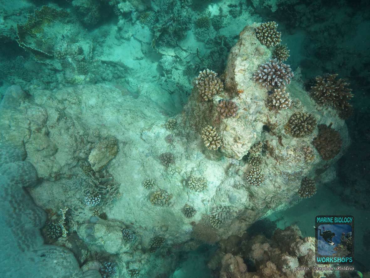 Resettlement of a reef pillar with Acropora and Pocillopora coral colonies