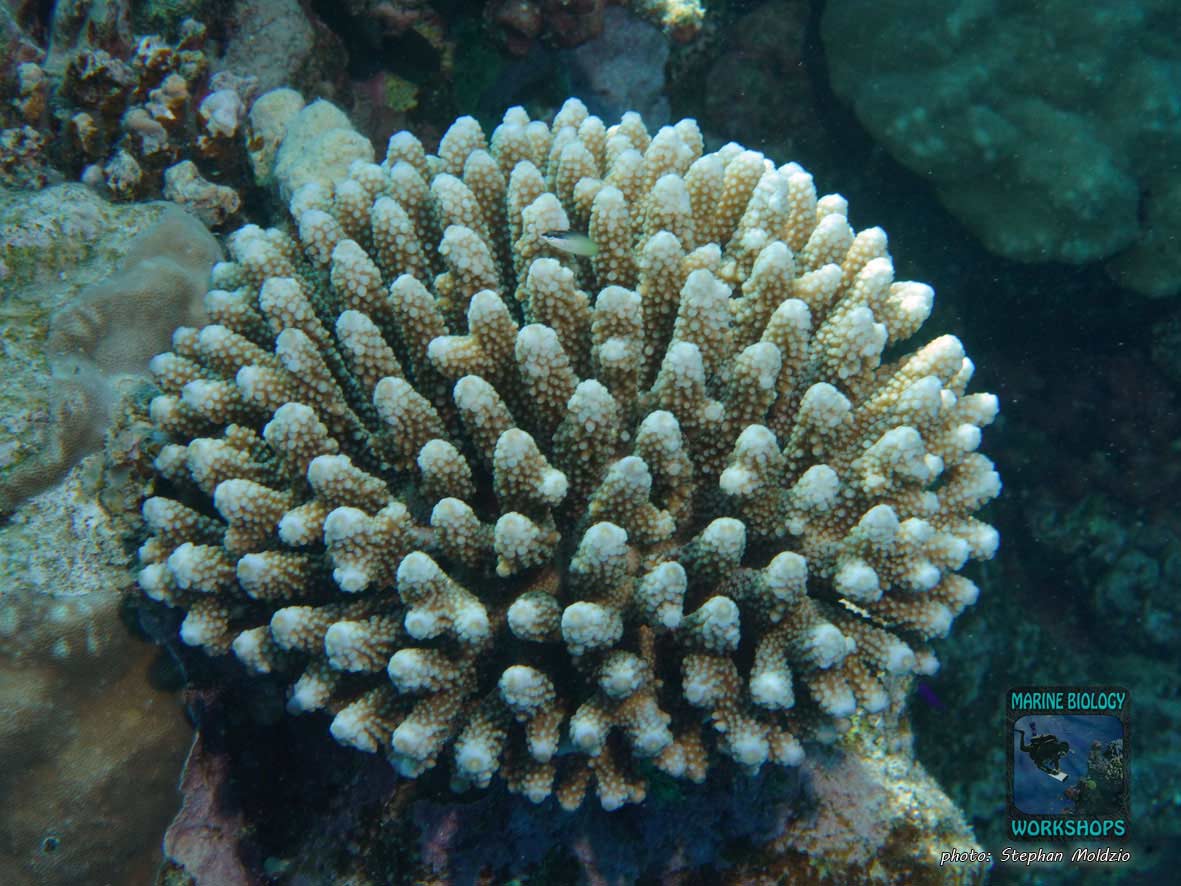 Antler coral (Acropora sp.) in the Red Sea