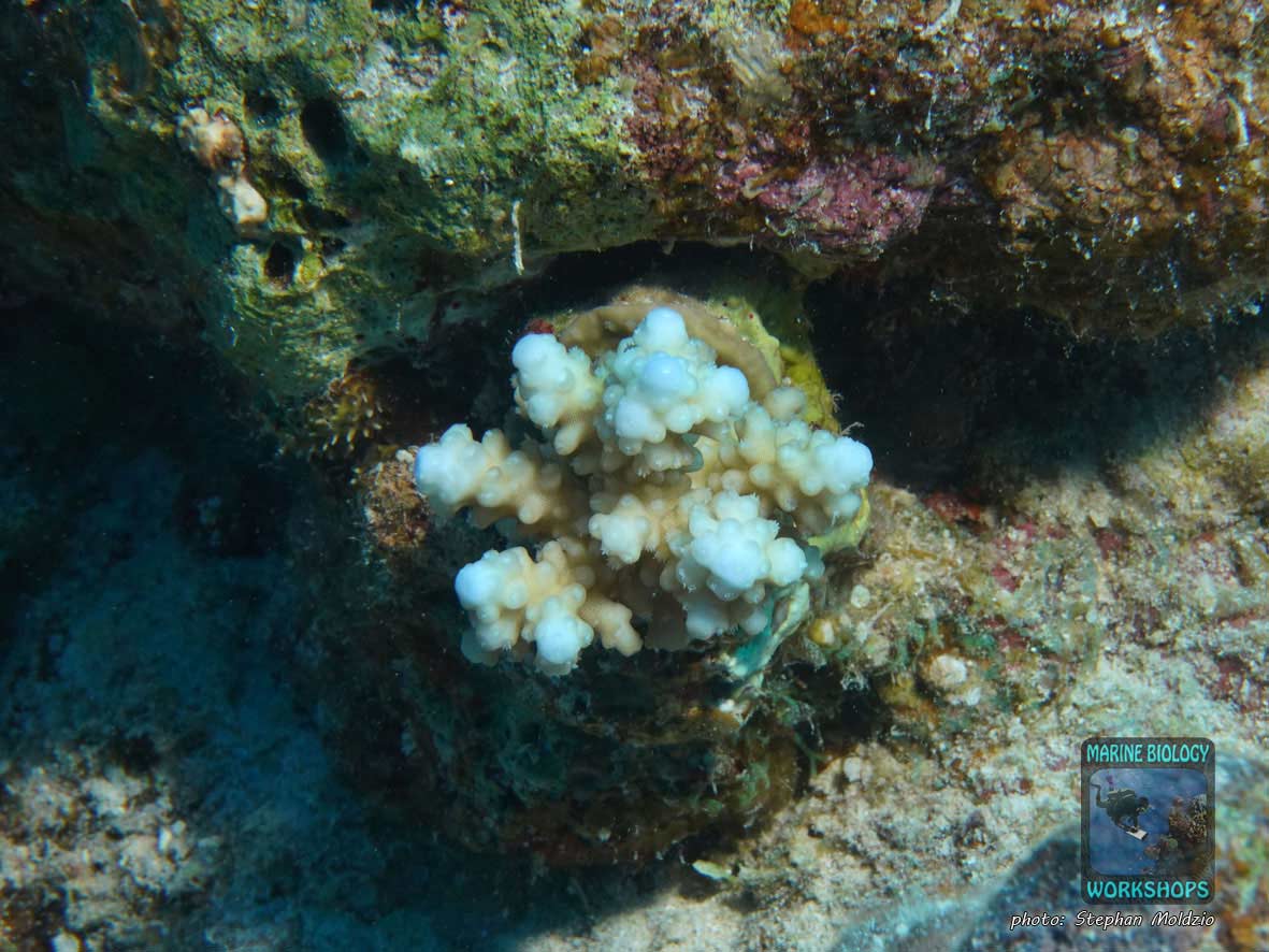 Young Acropora coral colony in the Red Sea