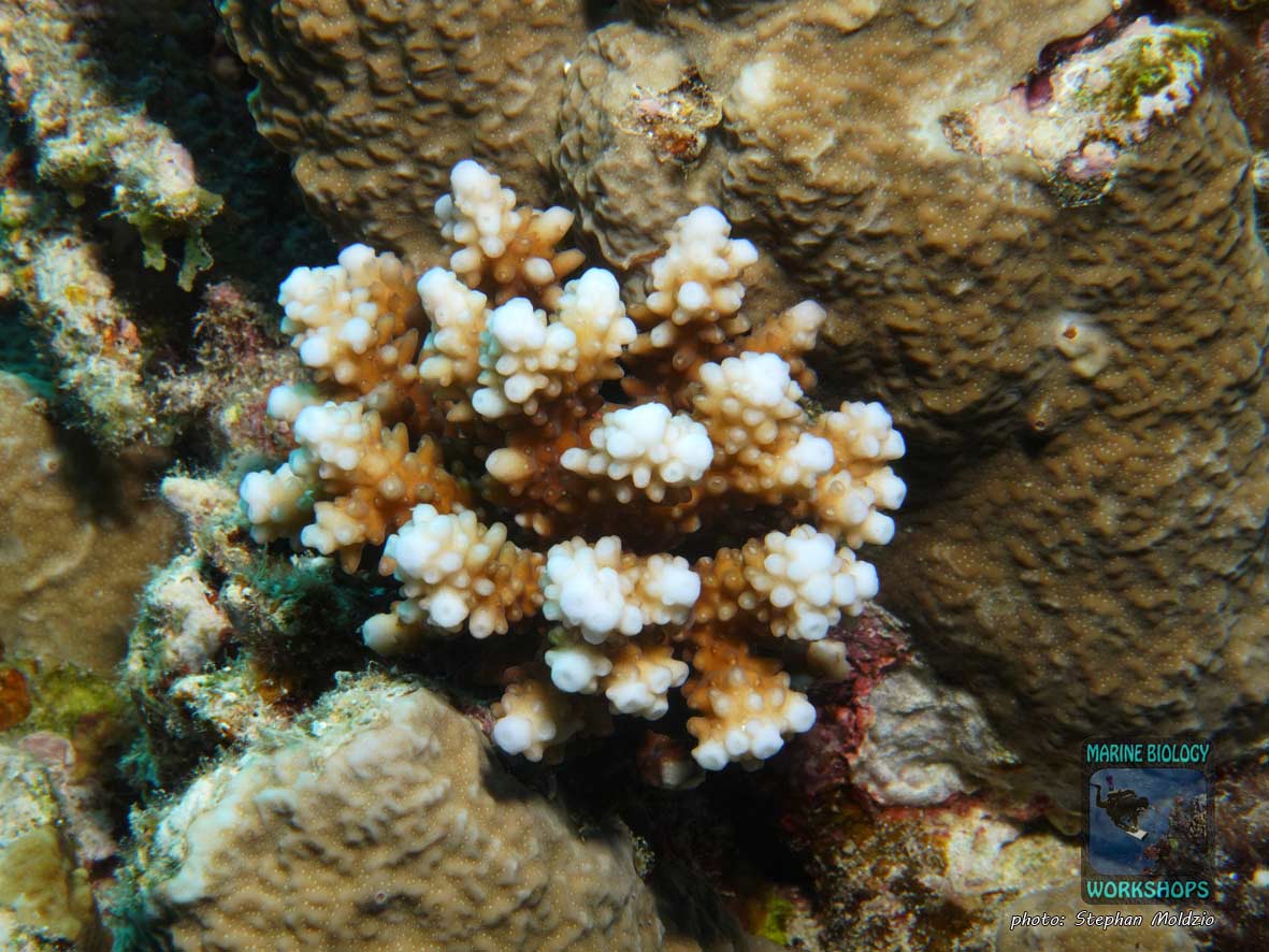 Young Acropora coral colony in the Red Sea