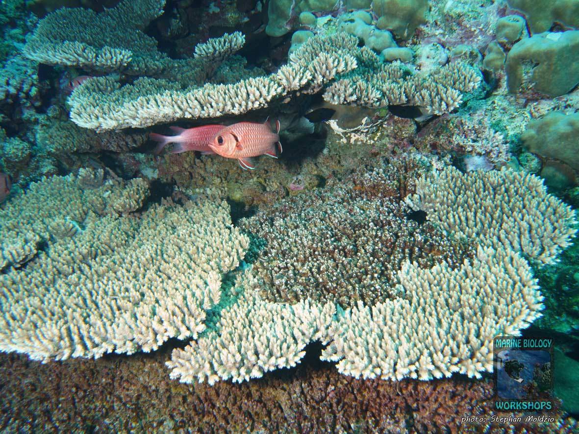 Table Coral (Acropora sp.) at Elphinstone Reef, Marsa Alam, Egypt