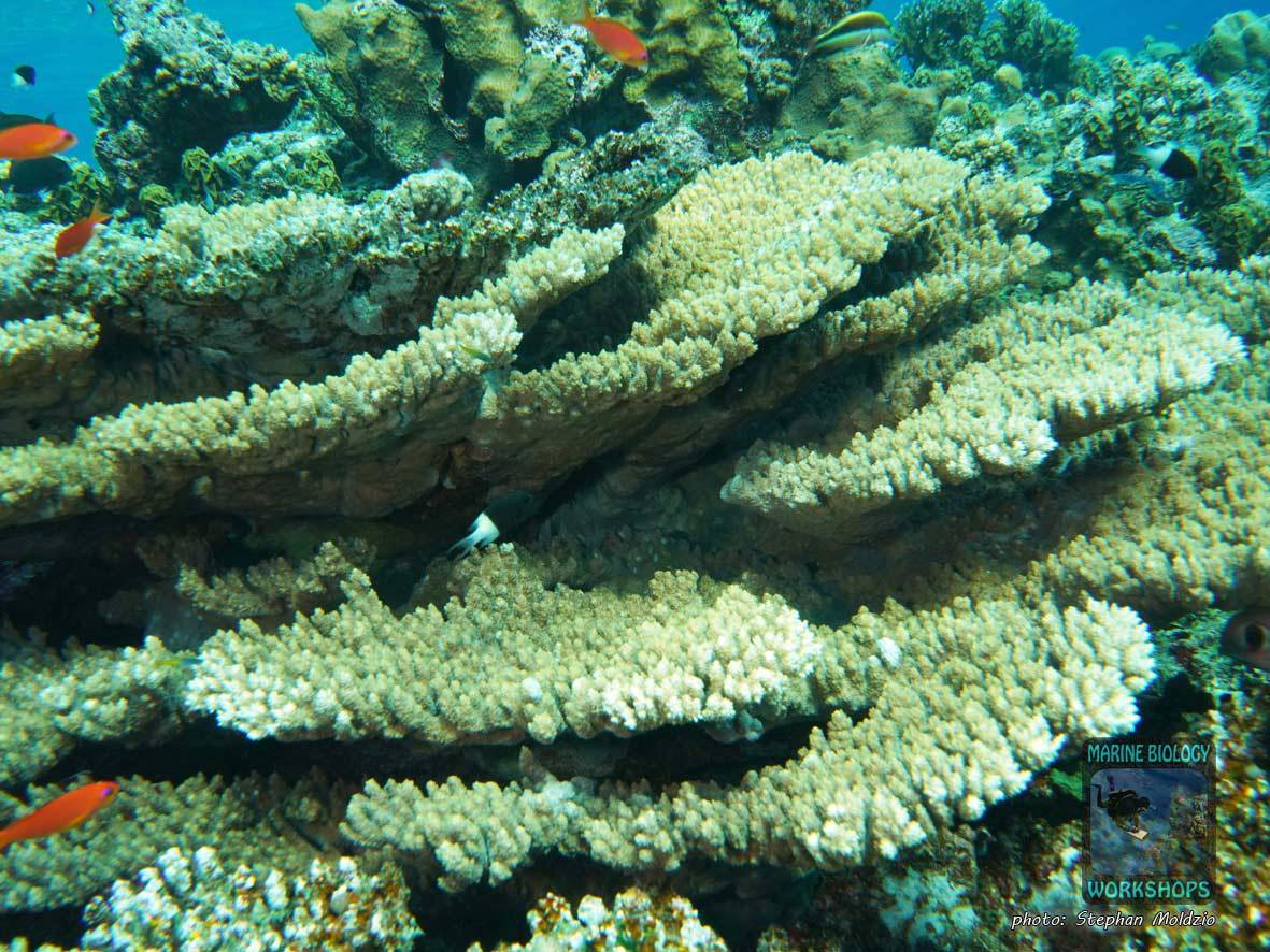 Table Coral (Acropora sp.) at Elphinstone Reef, Marsa Alam, Egypt