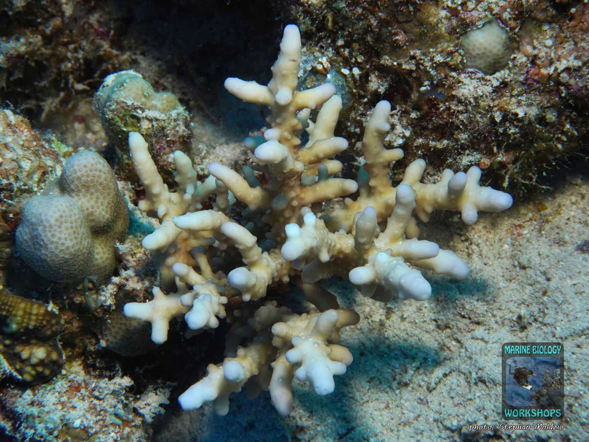 Young Acropora coral colony in the Red Sea