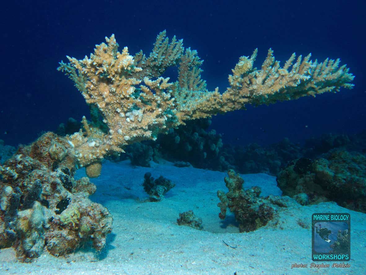 Table staghorn coral (Acropora sp.) in the Red Sea