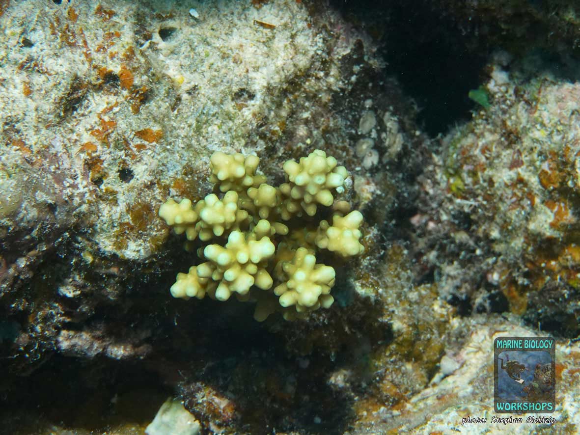 Young Acropora coral colony in the Red Sea