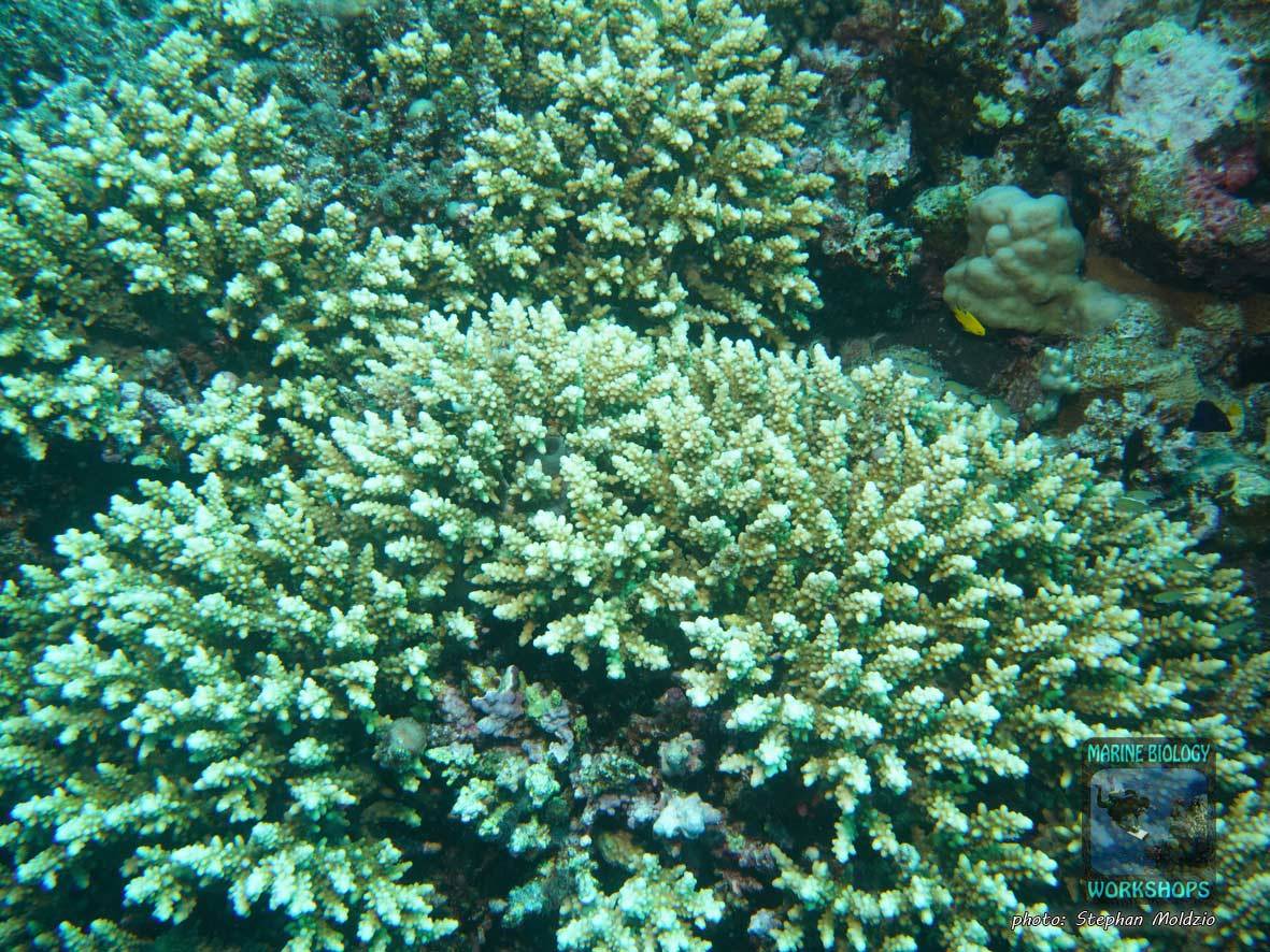 Geweihkoralle (Acropora sp.) in Marsa Nakari, Marsa Alam, Ägypten
