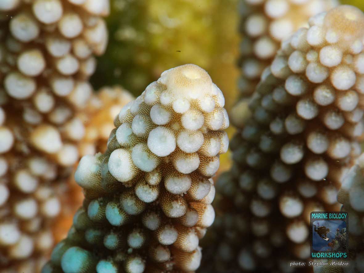Macro photograph of Acropora gemmifera