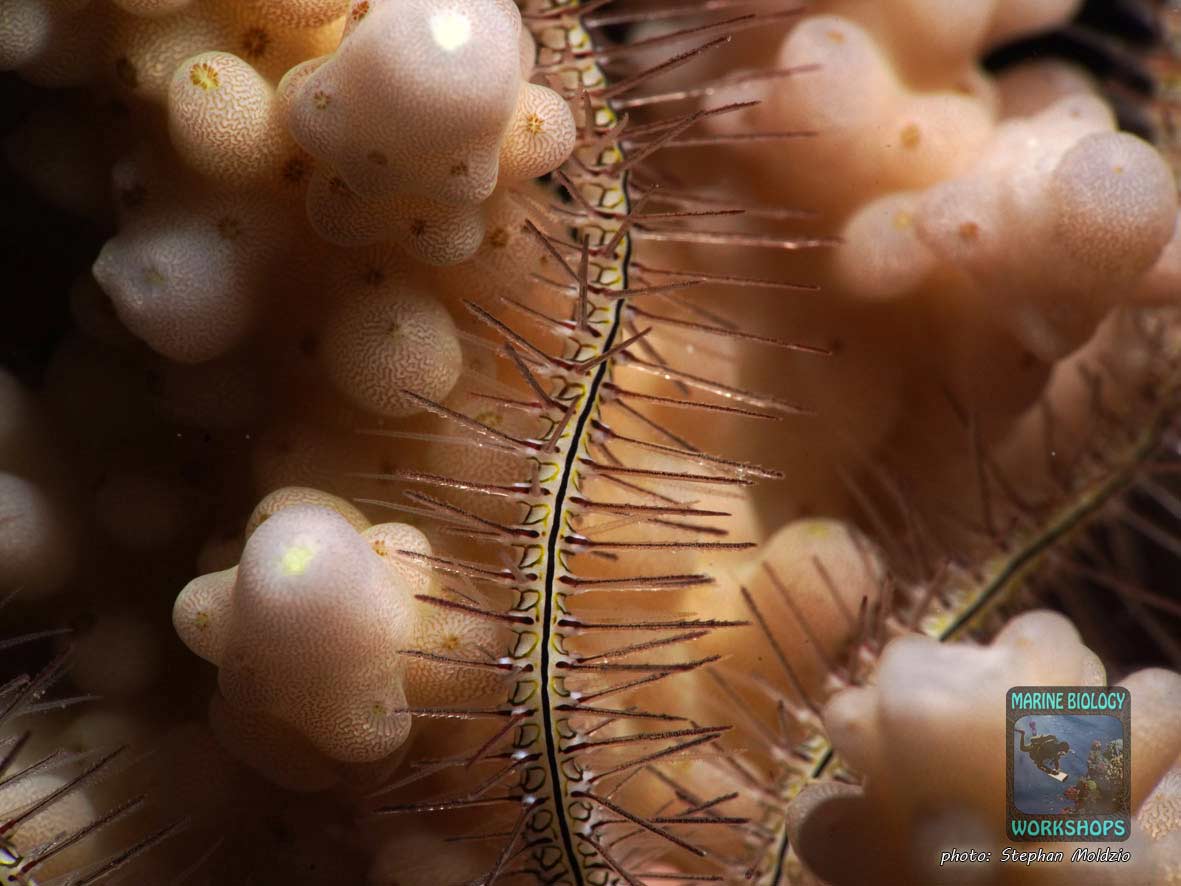 Makroaufnahme Schlangenstern Ophiothrix auf Acropora Koralle