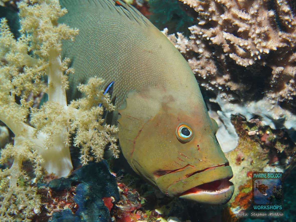 Red-flushed Cod (Aethaloperca rogaa) in the Red Sea