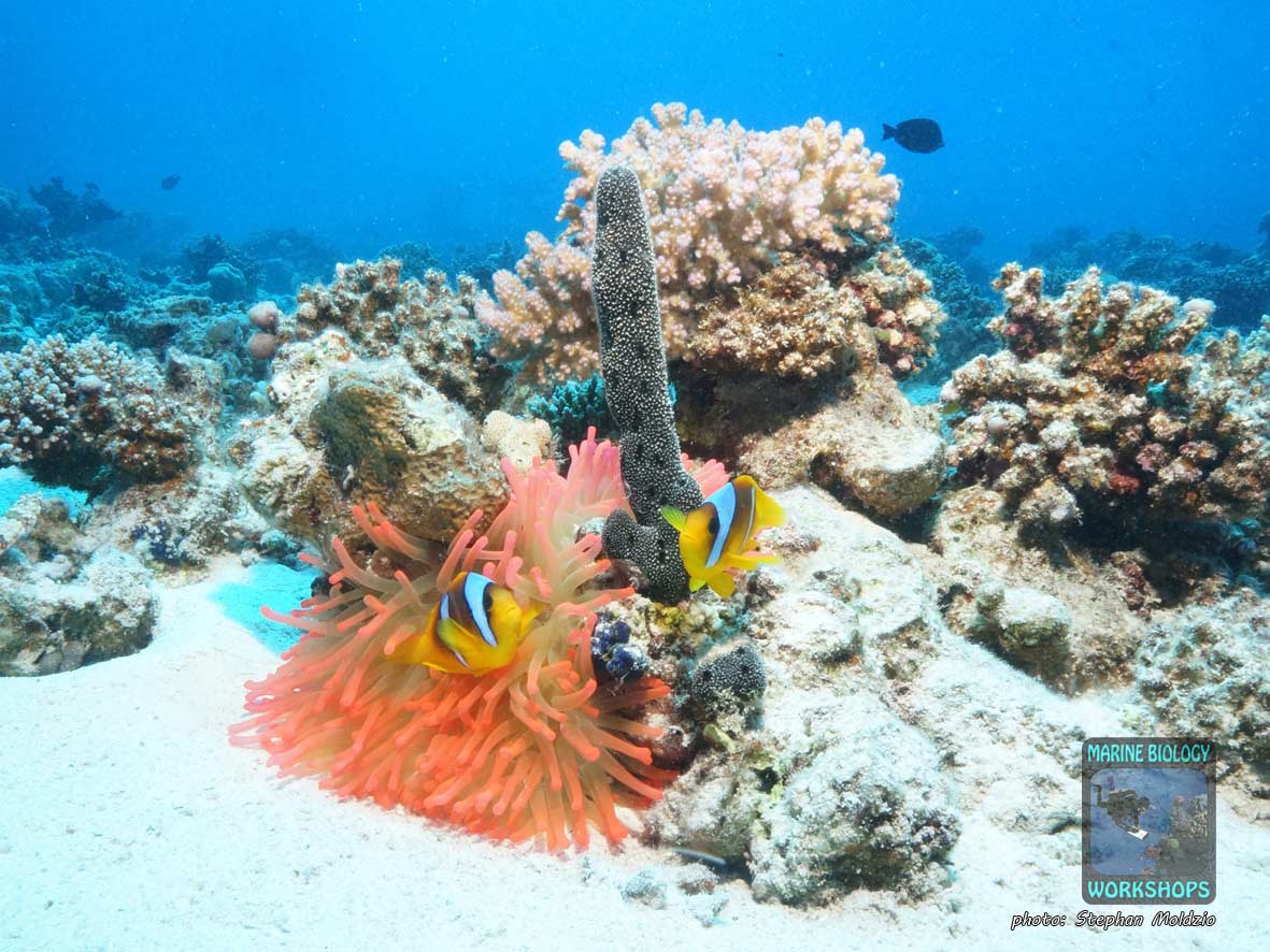 Pair of Red Sea Anemonefish (Amphiprion bicinctus) at Long Canyon, Marsa Alam, Egypt.