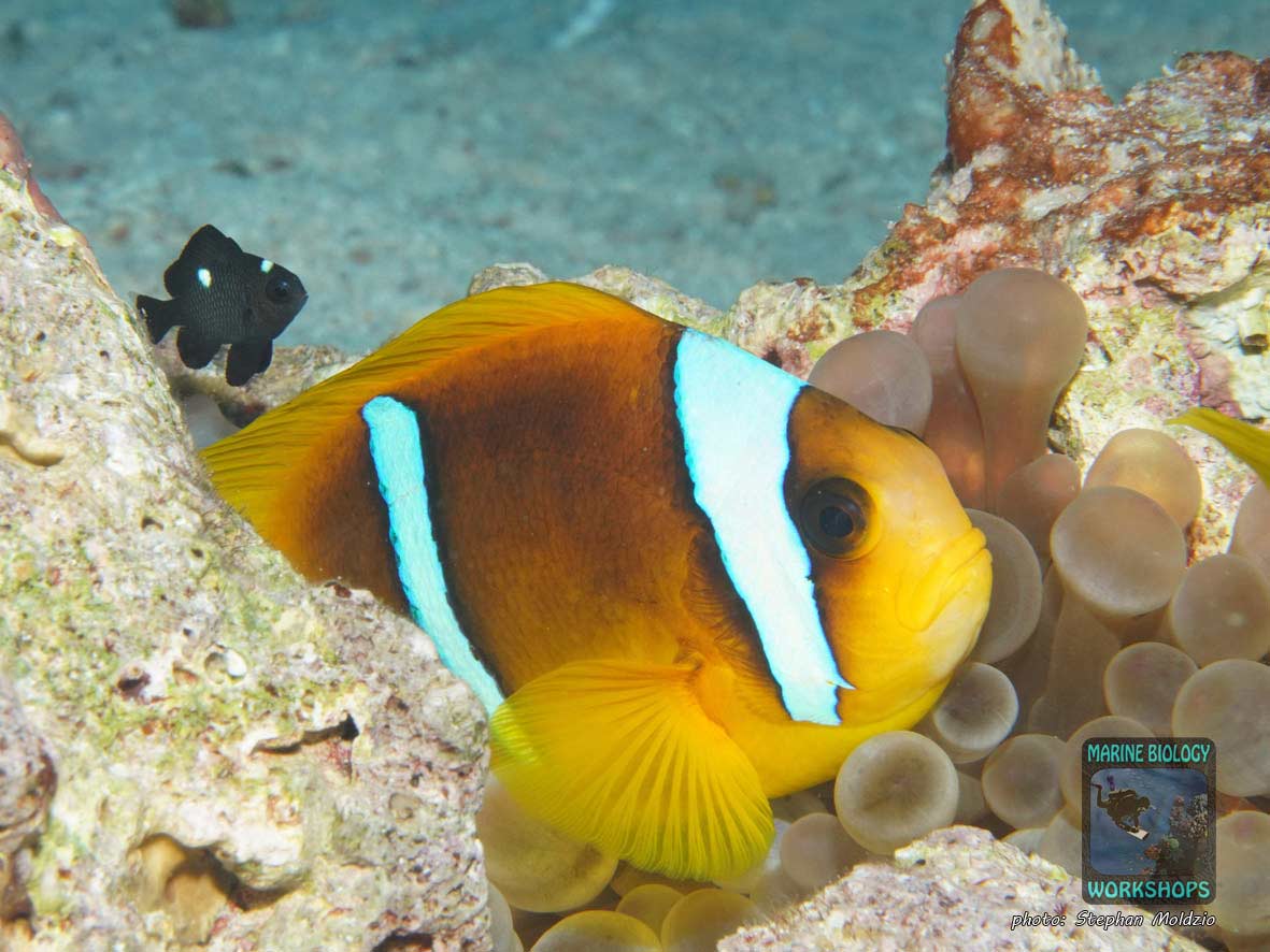 Rotmeer-Anemonenfisch (Amphiprion bicinctus)