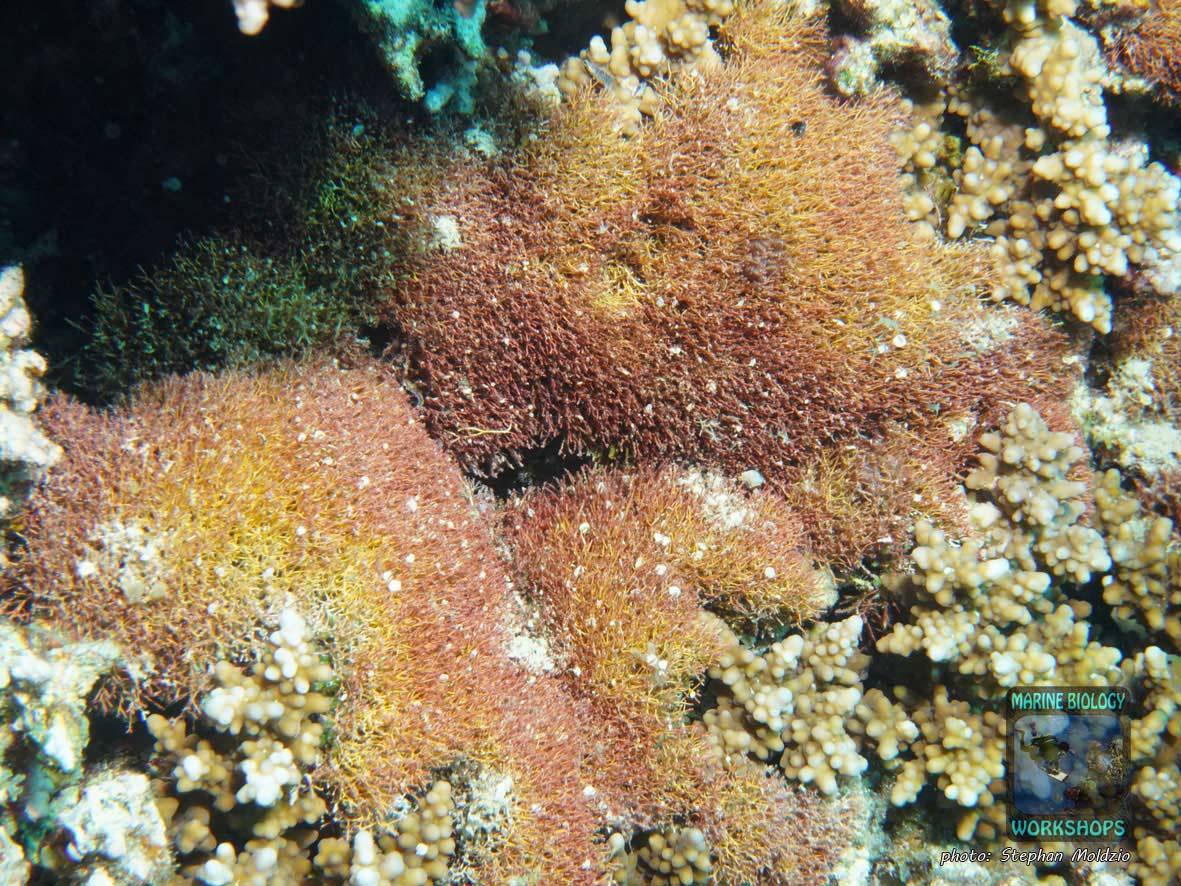 Filamentous calcareous red algae (Amphiroa sp.) in the Red Sea